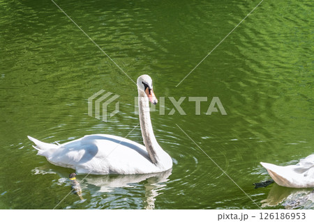 A graceful white swan swimming on a lake with dark water. The white swan is reflected in the water A graceful white swan swimming on a lake with dark water. The white swan is reflected in the water 126186953