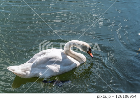 A graceful white swan swimming on a lake with dark water. The white swan is reflected in the water A graceful white swan swimming on a lake with dark water. The white swan is reflected in the water 126186954