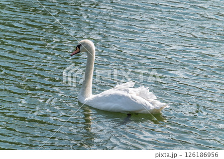 A graceful white swan swimming on a lake with dark water. The white swan is reflected in the water A graceful white swan swimming on a lake with dark water. The white swan is reflected in the water 126186956