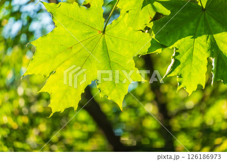 Fresh green of maple leaf 126186973