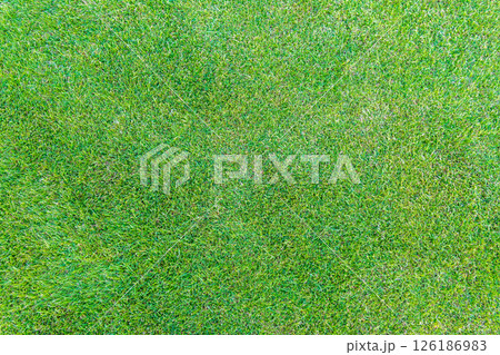Green grass texture. Field of green grass, a lawn in spring. Background of color grass. Closeup of a freshly mowed lawn, park. Sports turf surface. Green grass texture. Field of green grass, a lawn in spring. Background of color grass. Closeup of a freshly mowed lawn, park. Sports turf surface. 126186983