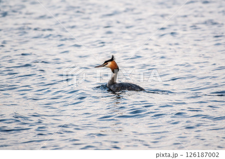 The waterfowl bird Great Crested Grebe swimming in the calm lake 126187002