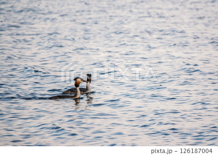 Two Great Crested Grebes swim in the lake 126187004