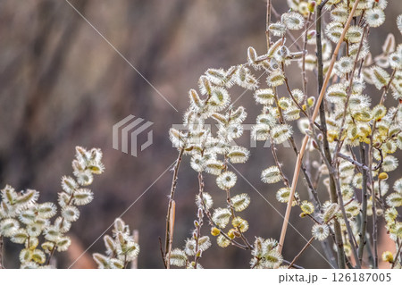 Nature awakes in spring. Blooming willow twigs and furry willow-catkins, so called seals or cats. Holly willow, Salix caprea 126187005