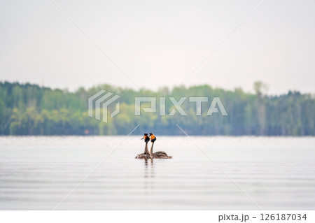 Mating games of two water birds Great Crested Grebes. Two waterfowl birds Great Crested Grebes swim in the lake with heart shaped silhouette 126187034