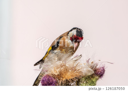 European goldfinch, feeding on the seeds of thistles. Carduelis carduelis. 126187050