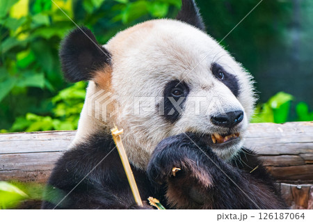 The Giant Panda Bear sits while eating a bamboo stalk The Giant Panda Bear sits while eating a bamboo stalk 126187064