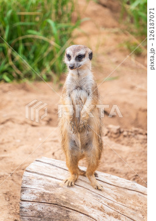 Meerkat, Suricata suricatta, on hind legs. Portrait of meerkat standing on hind legs with alert expression. Portrait of a funny meerkat sitting on its hind legs. Meerkat, Suricata suricatta, on hind legs. Portrait of meerkat standing on hind legs with alert expression. Portrait of a funny meerkat sitting on its hind legs. 126187071