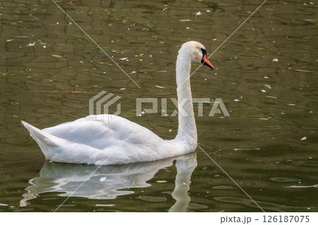 A graceful white swan swimming on a lake with dark water. The white swan is reflected in the water 126187075