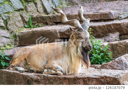 Close-up portrait of Markhor, Capra falconeri, wild goat native to Central Asia, Karakoram and the Himalayas 126187079