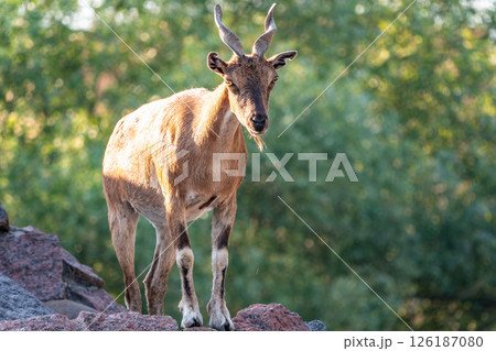Markhor female on the rock. Latin name - Capra falconeri. Wild goat native to Central Asia, Karakoram and the Himalayas 126187080