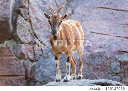 Markhor female on the rock. Latin name - Capra falconeri. Wild goat native to Central Asia, Karakoram and the Himalayas 126187086
