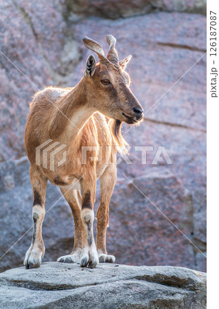 Markhor female on the rock. Latin name - Capra falconeri. Wild goat native to Central Asia, Karakoram and the Himalayas 126187087