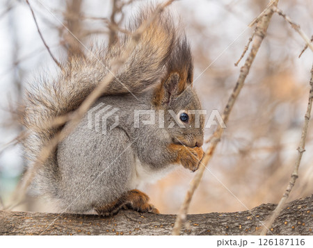 The squirrel with nut sits on tree in the winter or late autumn The squirrel with nut sits on tree in the winter or late autumn 126187116