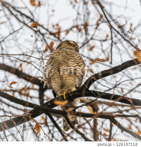 A Eurasian sparrowhawk perched on a branch of a tree outdoors. A Eurasian sparrowhawk perched on a branch of a tree outdoors. 126187118