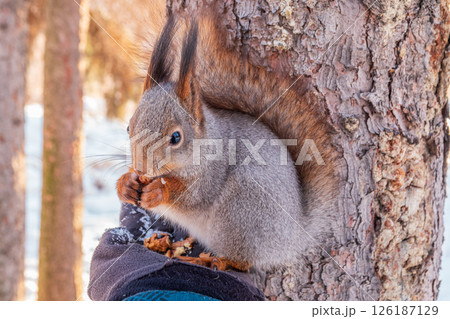 Squirrel eats nuts from a man's hand. Caring for animals in winter or autumn. Squirrel eats nuts from a man's hand. Caring for animals in winter or autumn. 126187129