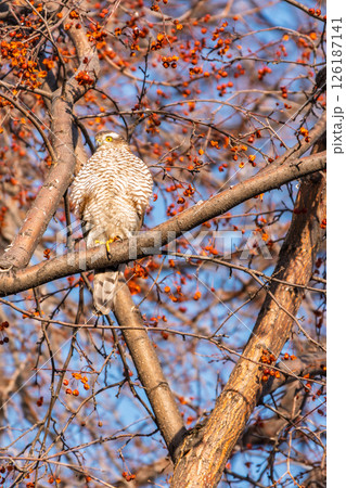 A Eurasian sparrowhawk perched on a branch of a tree outdoors. 126187141