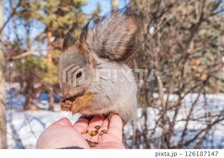 Squirrel eats nuts from a man's hand. Caring for animals in winter or autumn. Squirrel eats nuts from a man's hand. Caring for animals in winter or autumn. 126187147
