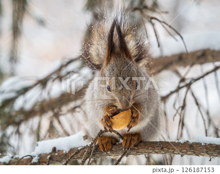 The squirrel with nut sits on tree in the winter or late autumn The squirrel with nut sits on tree in the winter or late autumn 126187153