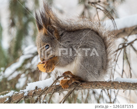The squirrel with nut sits on tree in the winter or late autumn 126187155