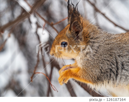 The squirrel with nut sits on tree in the winter or late autumn The squirrel with nut sits on tree in the winter or late autumn 126187164