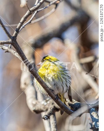 Eurasian siskin male, latin name spinus spinus, sitting on branch of tree. Cute little yellow songbird. Eurasian siskin male, latin name spinus spinus, sitting on branch of tree. Cute little yellow songbird. 126187170
