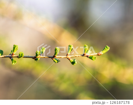 Larch tree fresh pink cones blossom at spring on nature background 126187178