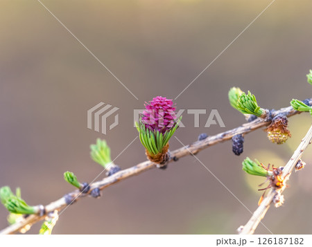 Larch tree fresh pink cones blossom at spring on nature background Larch tree fresh pink cones blossom at spring on nature background 126187182