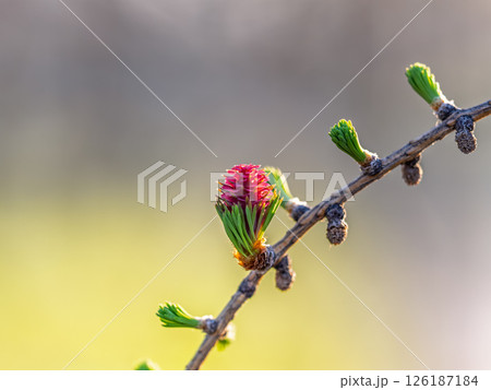 Larch tree fresh pink cones blossom at spring on nature background Larch tree fresh pink cones blossom at spring on nature background 126187184