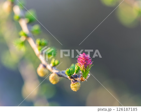 Larch tree fresh pink cones blossom at spring on nature background Larch tree fresh pink cones blossom at spring on nature background 126187185