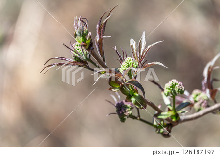 Small buds of sambucus racemosa in early spring time. Small buds of sambucus racemosa in early spring time. 126187197