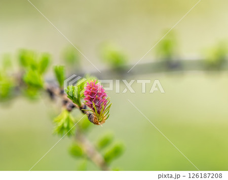 Larch tree fresh pink cones blossom at spring on nature background 126187208