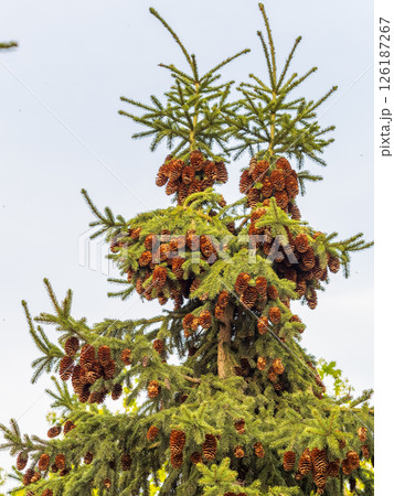 Fresh fir branches with green needles and brown cones. Fresh fir branches with green needles and brown cones. 126187267