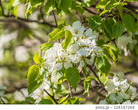 White blossoming apple trees. White apple tree flowers 126187268