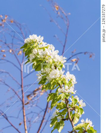 Apple tree branches with white flowers on a background of blue clear sky. Apple tree branches with white flowers on a background of blue clear sky. 126187279