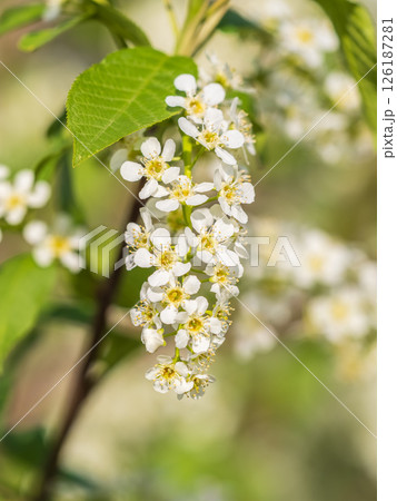 White blossoming apple trees in the sunset light. Spring season, spring colors. 126187281