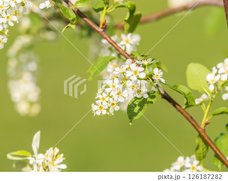 White blossoming apple trees in the sunset light. Spring season, spring colors. 126187282