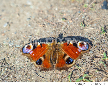 Peacock butterfly on the ground among the grass Peacock butterfly on the ground among the grass 126187294