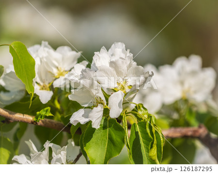 White blossoming apple trees in the sunset light. Spring season, spring colors. 126187295