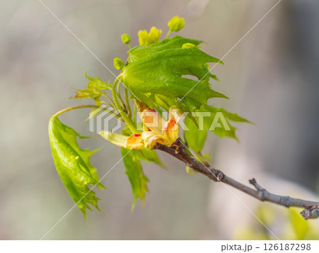 Blooming Norway Maple, Acer platanoides, in beautiful light 126187298