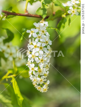 White flowers blooming bird cherry. Close-up of a Flowering Prunus padus Tree with White Little Blossoms 126187301