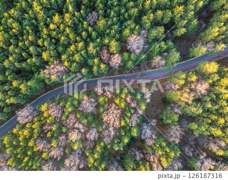 Aerial view of road in beautiful autumn forest at sunset. Beautiful landscape with empty rural road, trees with red and orange leaves. 126187316