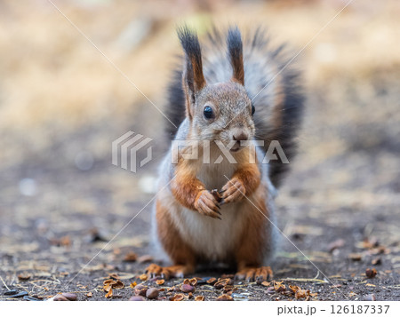 Squirrel in autumn hides nuts on the green grass with fallen yellow leaves 126187337