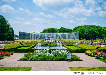 東京都 神代植物公園 バラ園 春バラの季節 東京都 神代植物公園 バラ園 春バラの季節 126187377