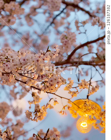 灯りとともに咲く 灯りとともに咲く 126187382