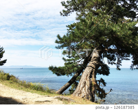 海風を感じる松のある風景 126187385