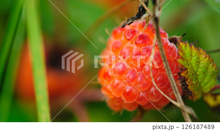 Wild raspberry in high altitude forest Wild raspberry in high altitude forest 126187489