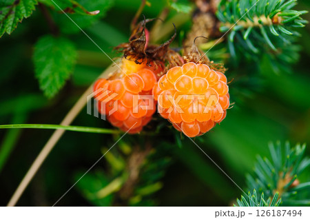 Wild raspberry in high altitude forest Wild raspberry in high altitude forest 126187494