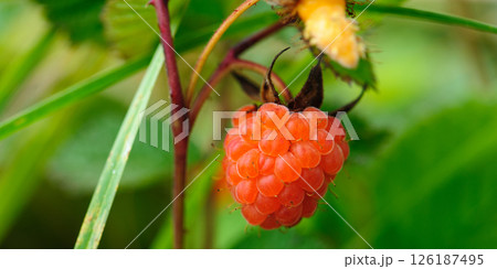 Wild raspberry in high altitude forest Wild raspberry in high altitude forest 126187495