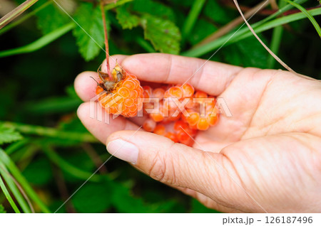 Hand picking wild raspberry in high altitude forest Hand picking wild raspberry in high altitude forest 126187496